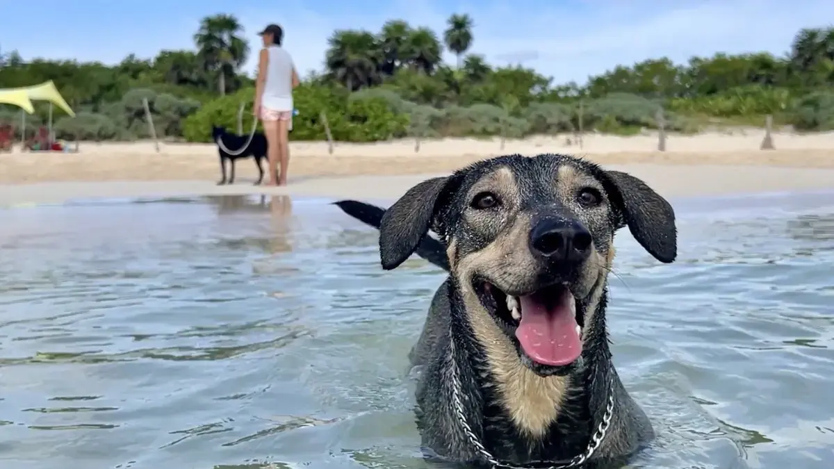 Festival canino en Playa del Carmen