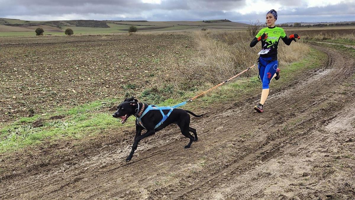 Chiens participant au CaniCross