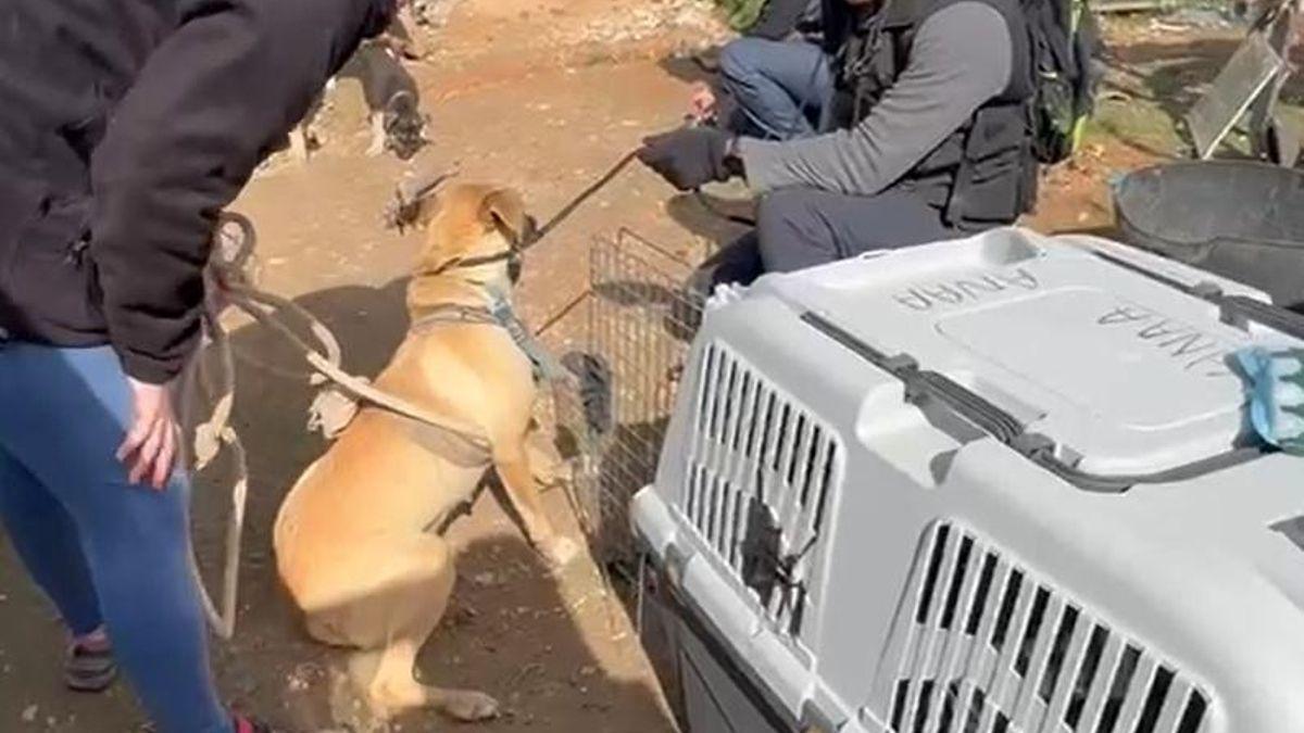 Opération de secours des animaux