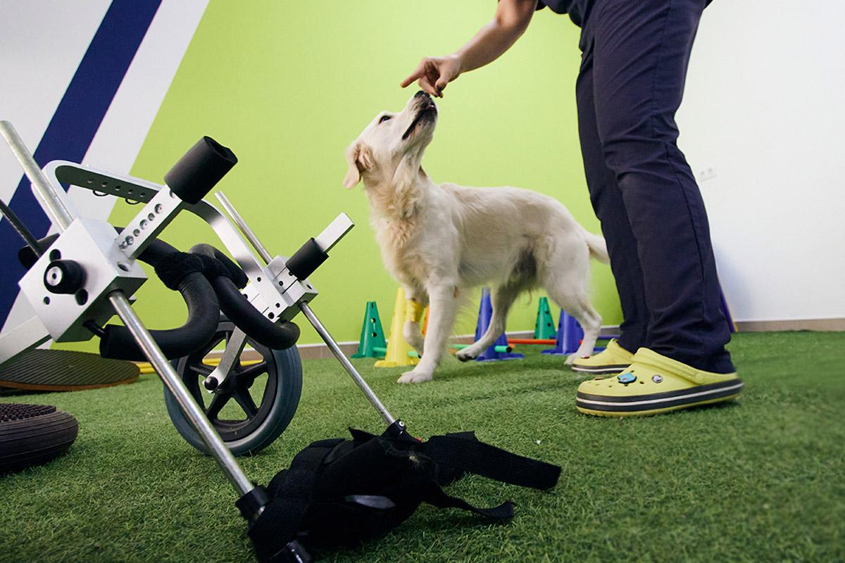 Chien en réhabilitation vétérinaire