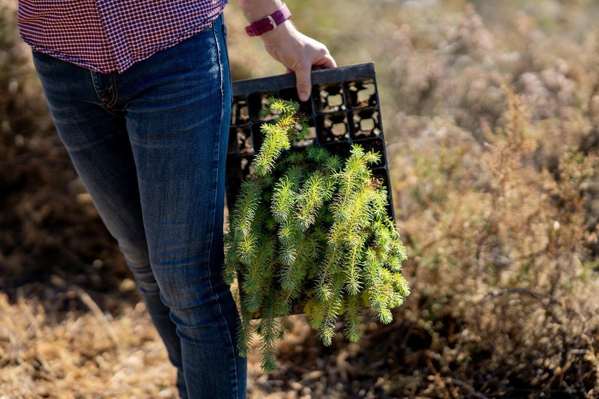 Prévention des incendies forestiers