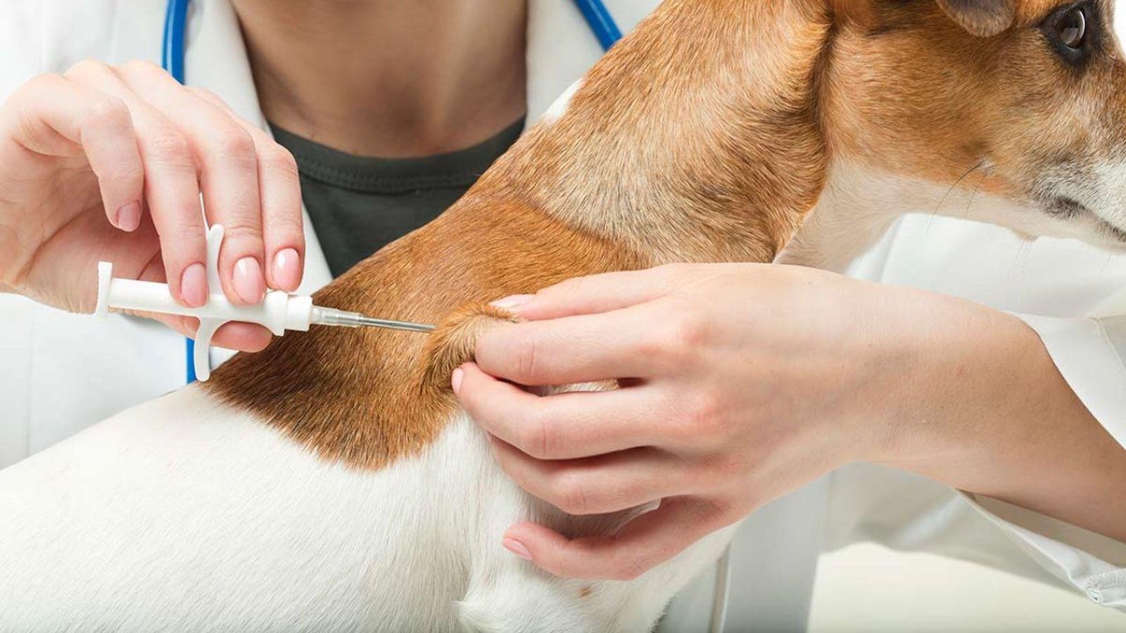 Perro de raza peligrosa con chip obligatorio