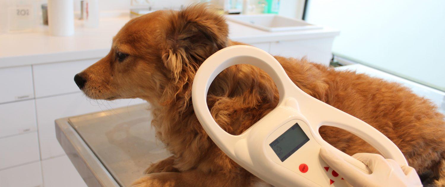 Implantation de microchip dans un chien