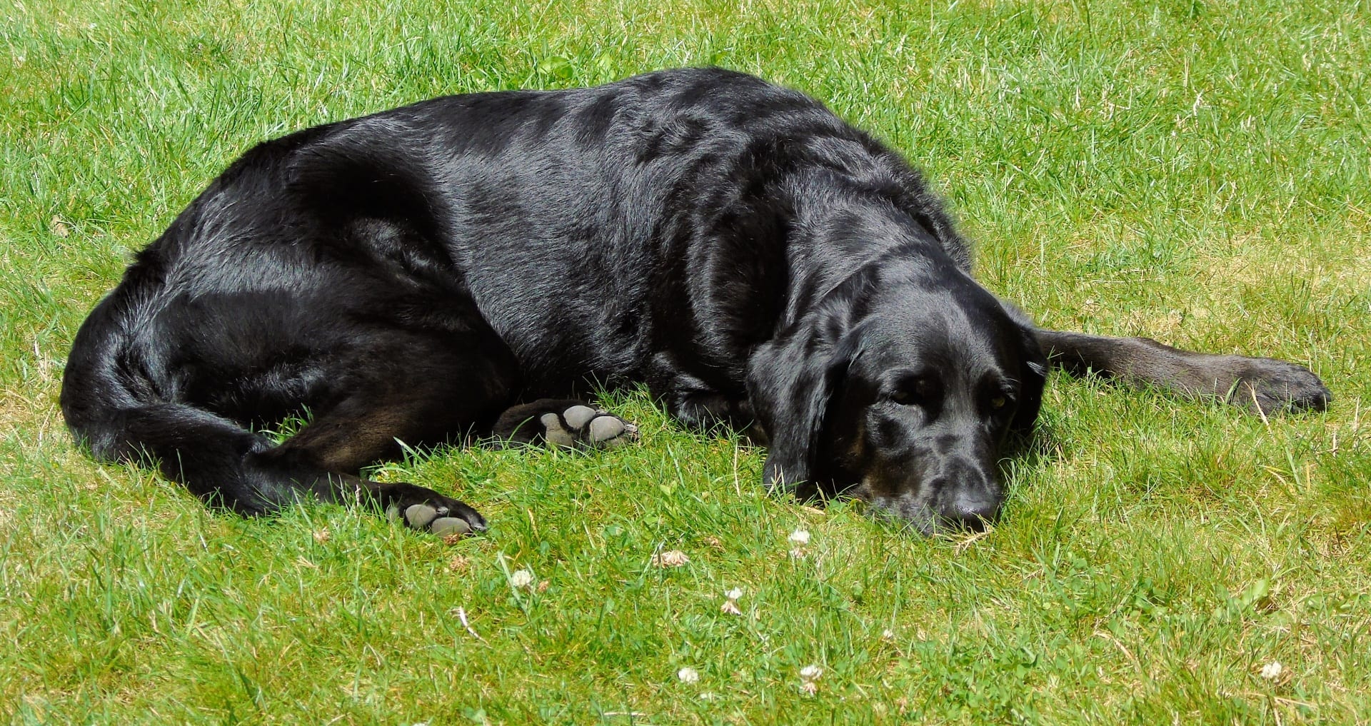 perro adulto durmiendo profundamente