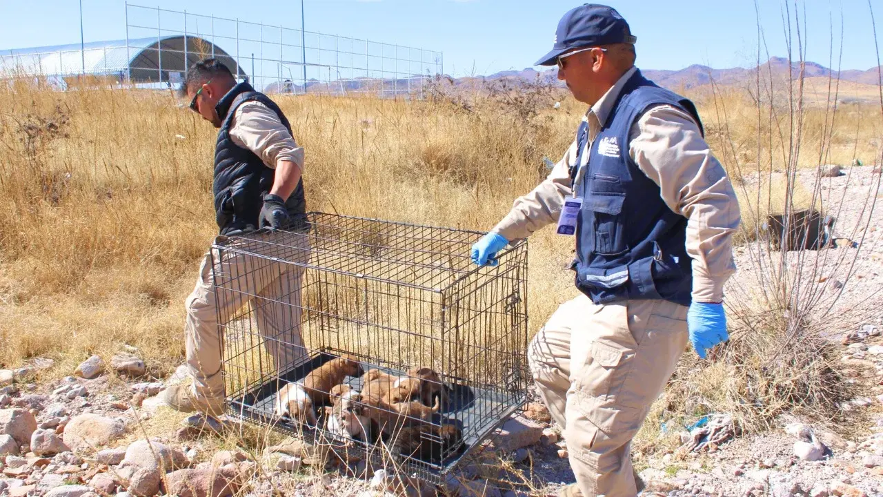 Adoption et bien-être des animaux de rue