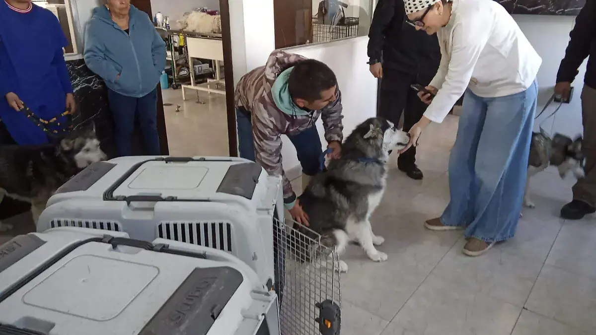 Chiens et chats secourus