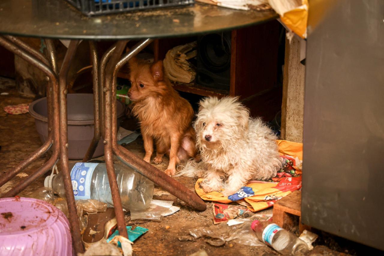 Cuidado médico de mascotas rescatadas Atención veterinaria para perros maltratados