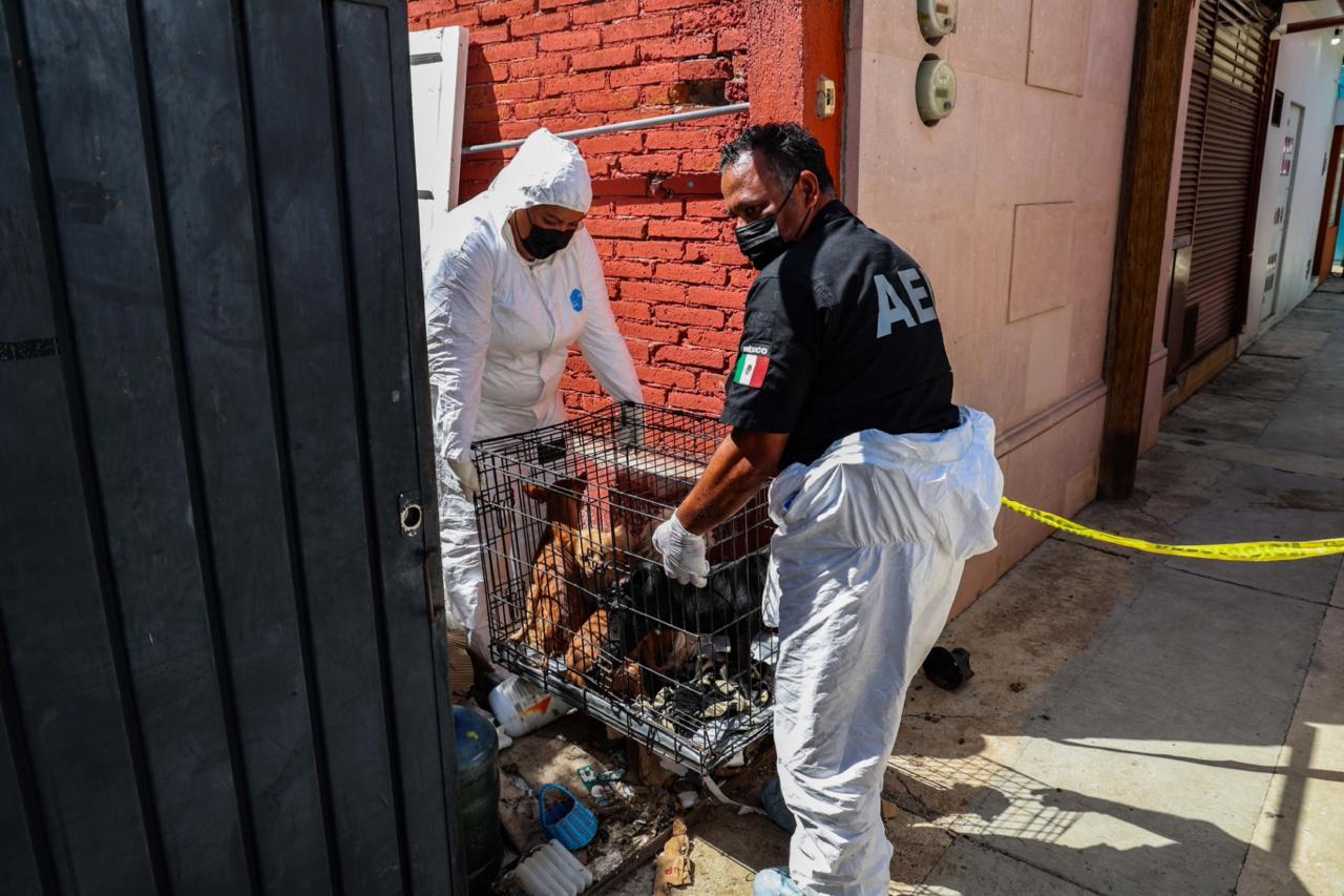 Animales recuperados por la Fiscalía Perros rescatados de una vivienda insalubre