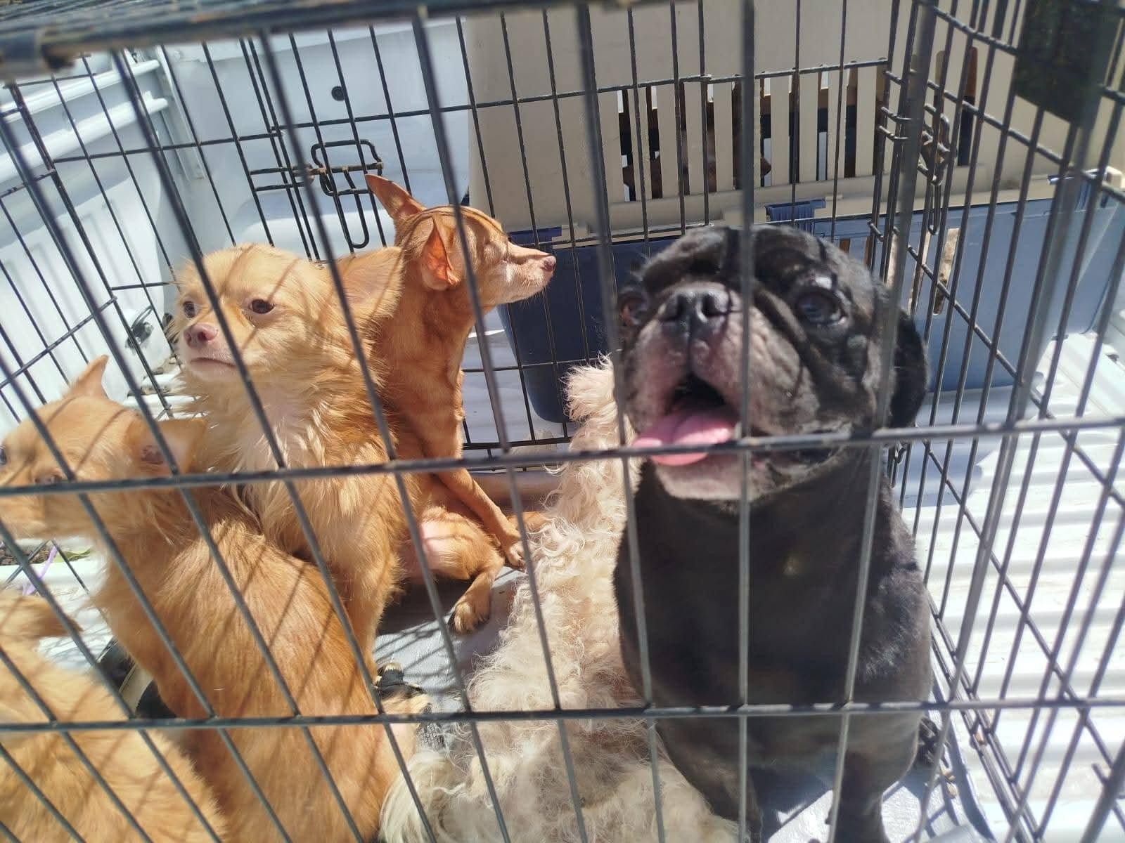 Recuperación de animales maltratados Perro rescatado recibiendo cuidados