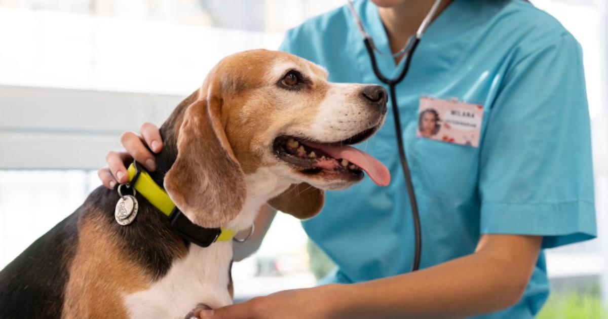 Santé animale et prévention : les essentiels de la campagne de vaccination et déparasitage pour un bien-être optimal des animaux de compagnie - plare. Vétérinaire examinant un chat