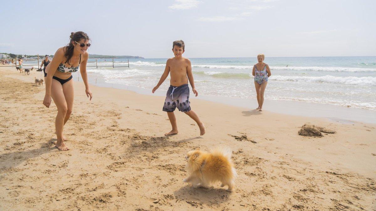 Prevención del golpe de calor Perro descansando bajo una sombrilla en la playa