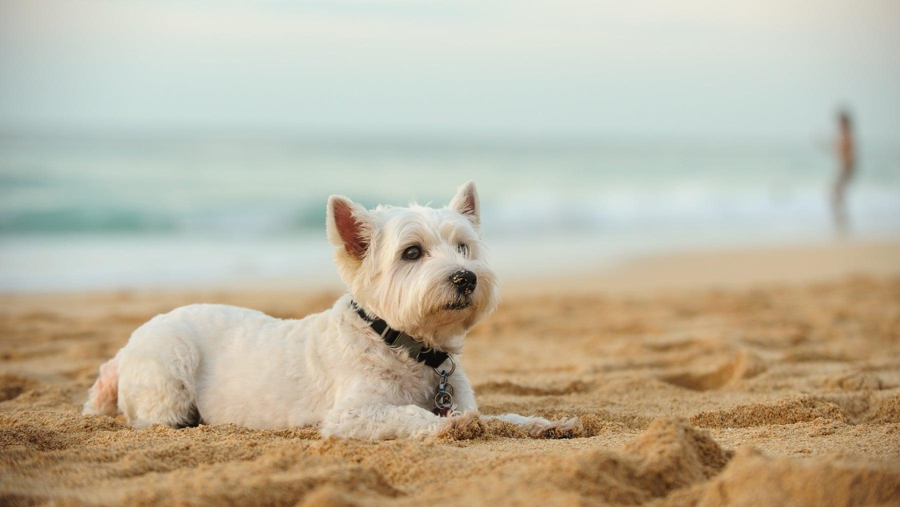 Higiene canina en la costa Ducha para perros en una playa adaptada