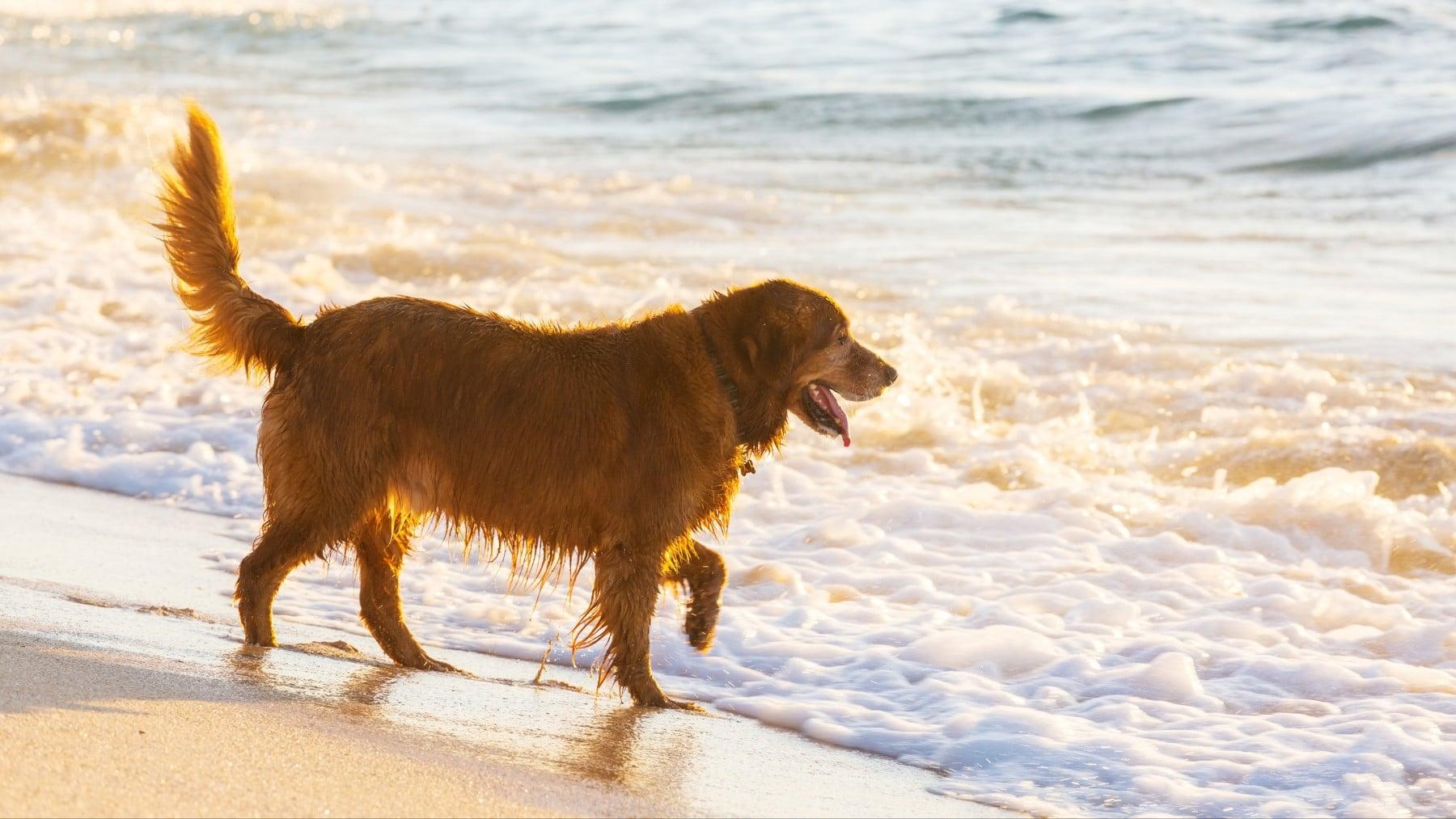 Ocio perruno en el Mediterráneo Perro jugando con el agua en una playa canina