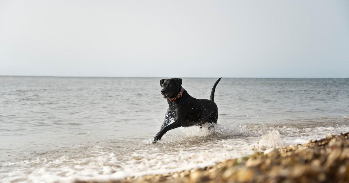 Perros en el litoral gallego Perro corriendo por la arena de una playa del norte
