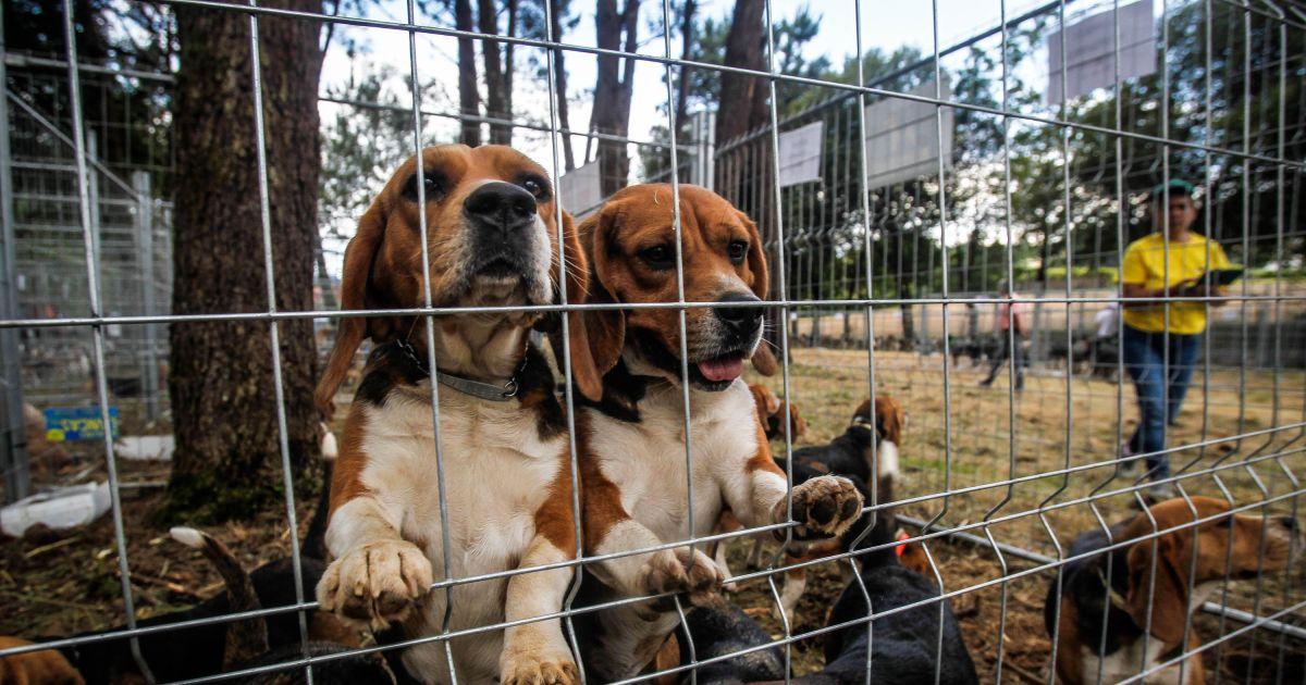 La Muestra de Perros de Caza d'Abegondo attire l'élite canine européenne - plare. Muestra canina en Abegondo