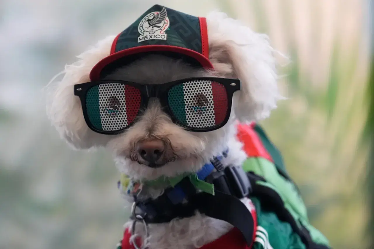 Osito apportant de la joie pendant le Mundial Osito, le chien viral, saluant les fans