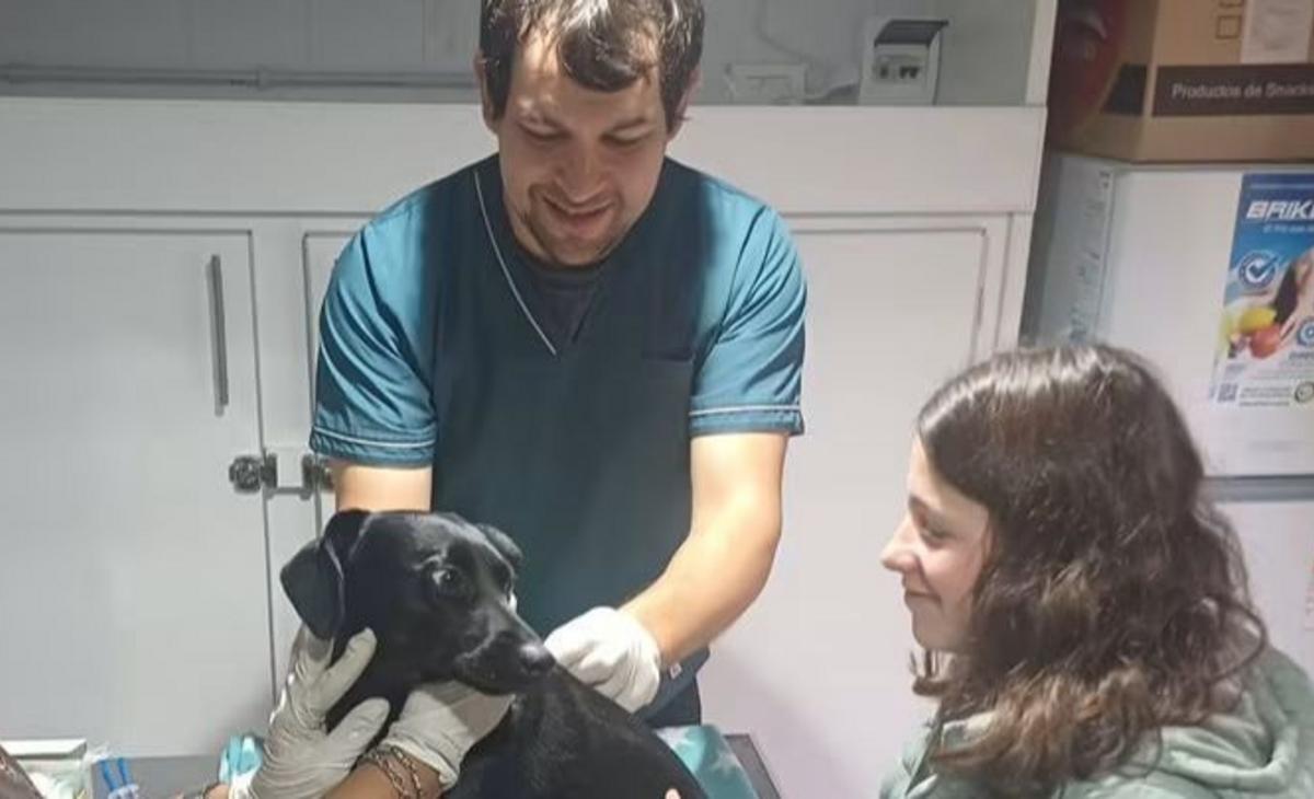 Santé animale et prévention : les essentiels de la campagne de vaccination et déparasitage pour un bien-être optimal des animaux de compagnie - plare. Chien recevant des soins vétérinaires