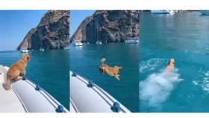 Solidarité internationale : chiens sauveurs en Venezuela après le tremblement de terre - plare. Golden Retriever