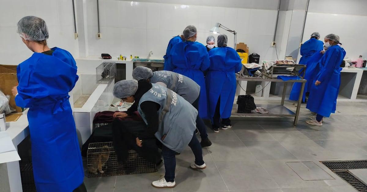 La stérilisation : un enjeu crucial mais insuffisant pour maîtriser la surpopulation canine et féline - plare. Esterilización quirúrgica de gatos
